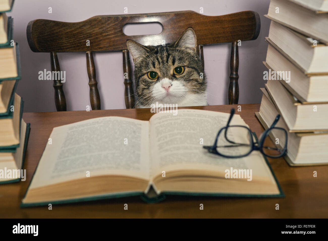 Grey domestic hi-res stock photography and images - Alamy