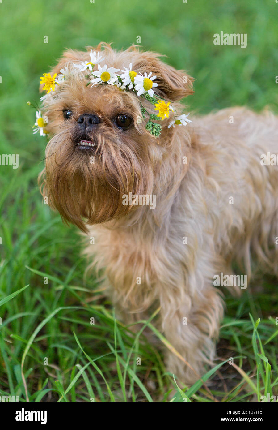 Dog with a wreath of daisies Stock Photo Alamy