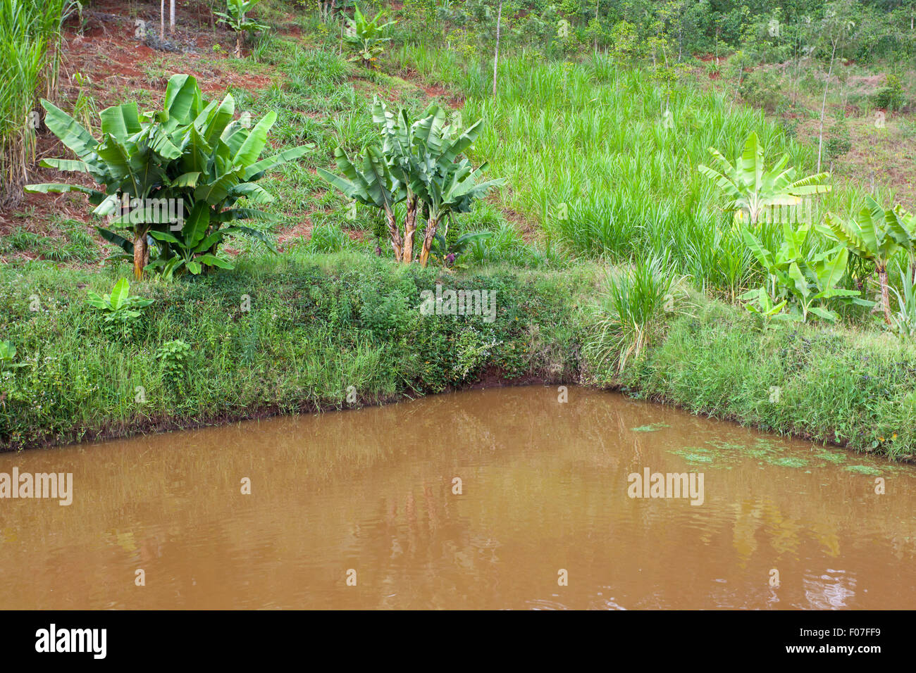 An artificial fish pond in a valley in the green highlands north of Nairobi in Kenya Stock Photo