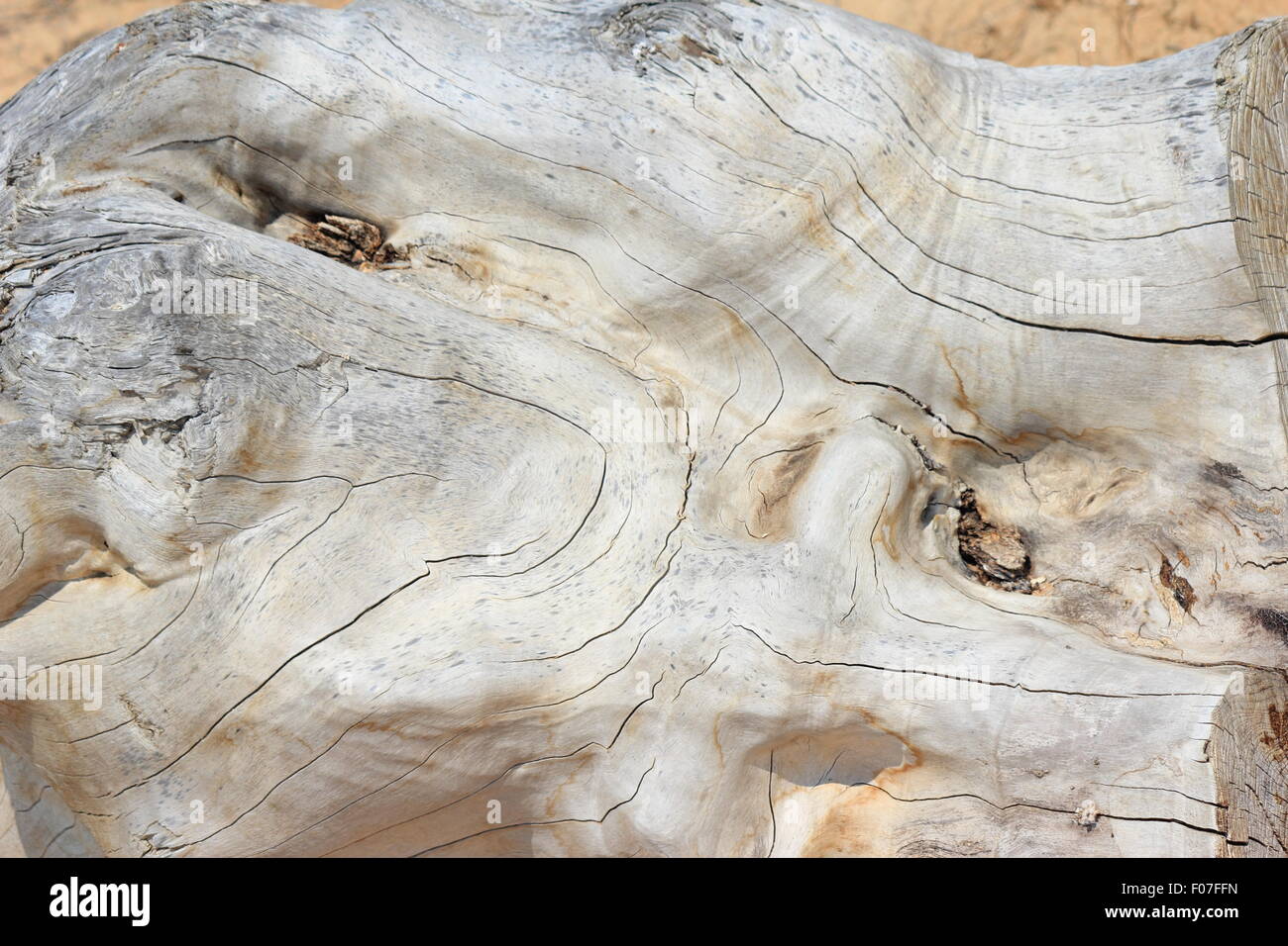 Thick tree trunk hi-res stock photography and images - Alamy