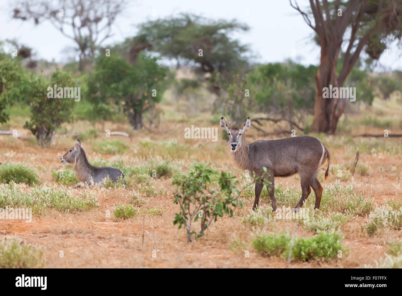 Waterbucks in Tsavo East National Park, Kenya Stock Photo