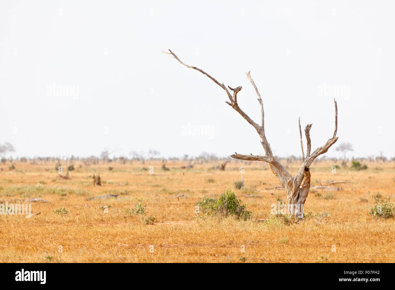 Dead tree and landscape in Tsavo East National Park in Kenya. Stock Photo