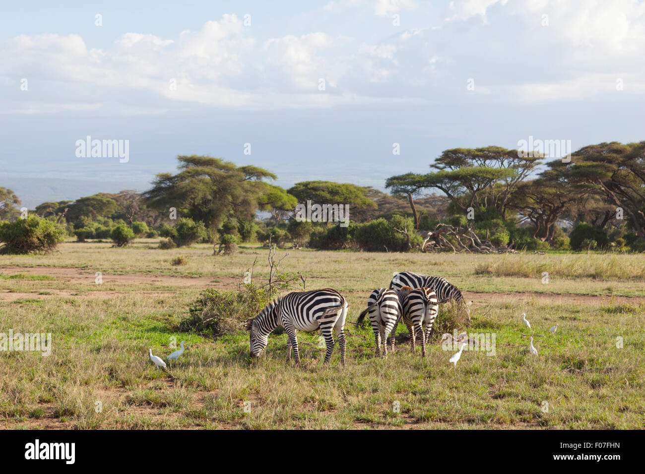 Zebras in Amboseli National Park in Kenya. Stock Photo