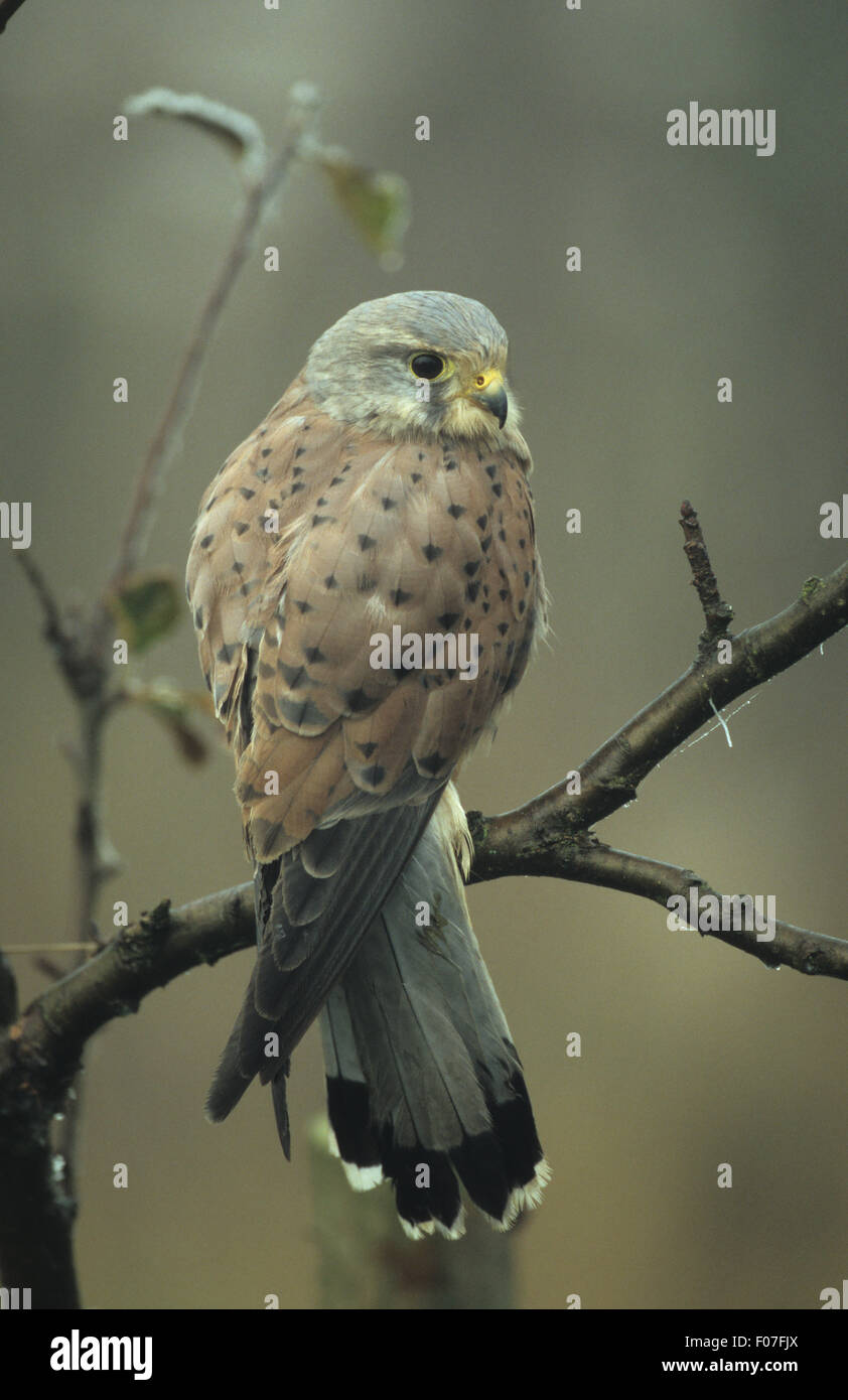 Kestrel on grass hi-res stock photography and images - Alamy