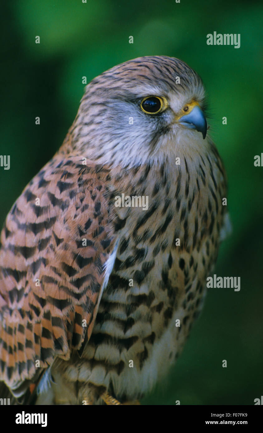 Kestrel Captive close up taken in profile looking right Stock Photo - Alamy