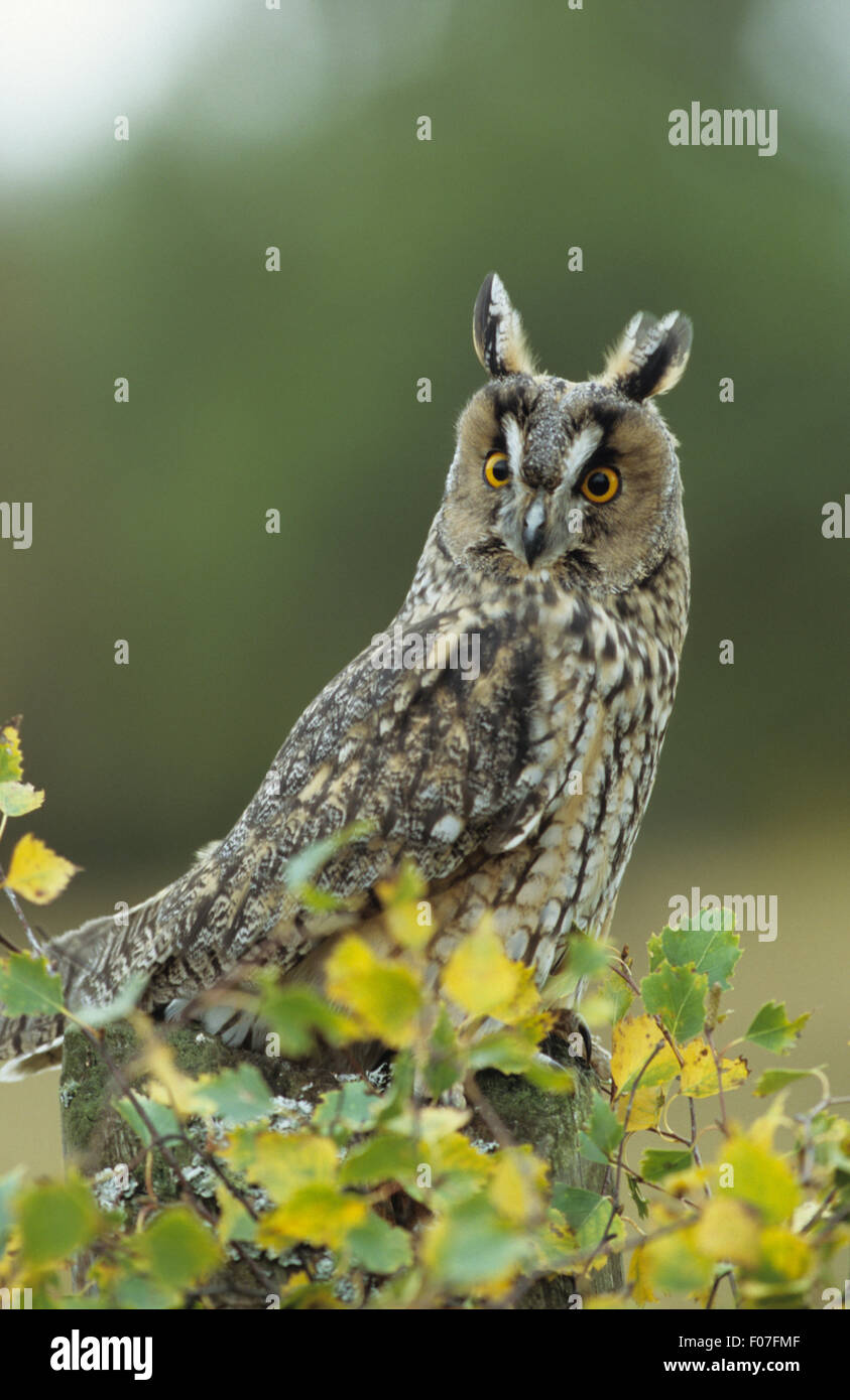 Long Eared Owl taken in profileears raised looking at camera eyes wide open perched behind green leaves Stock Photo