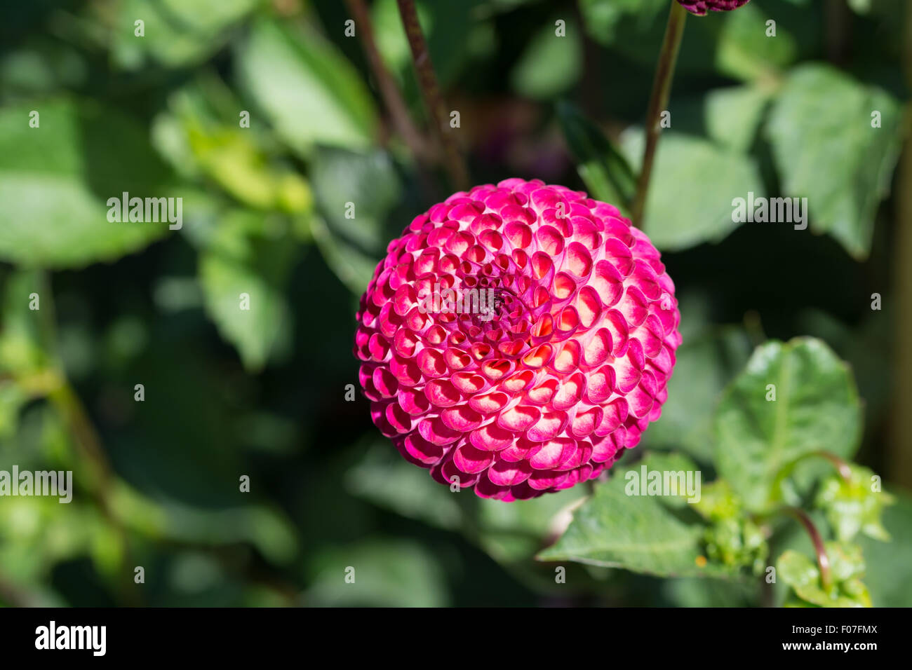 Dahlia Vino Stock Photo