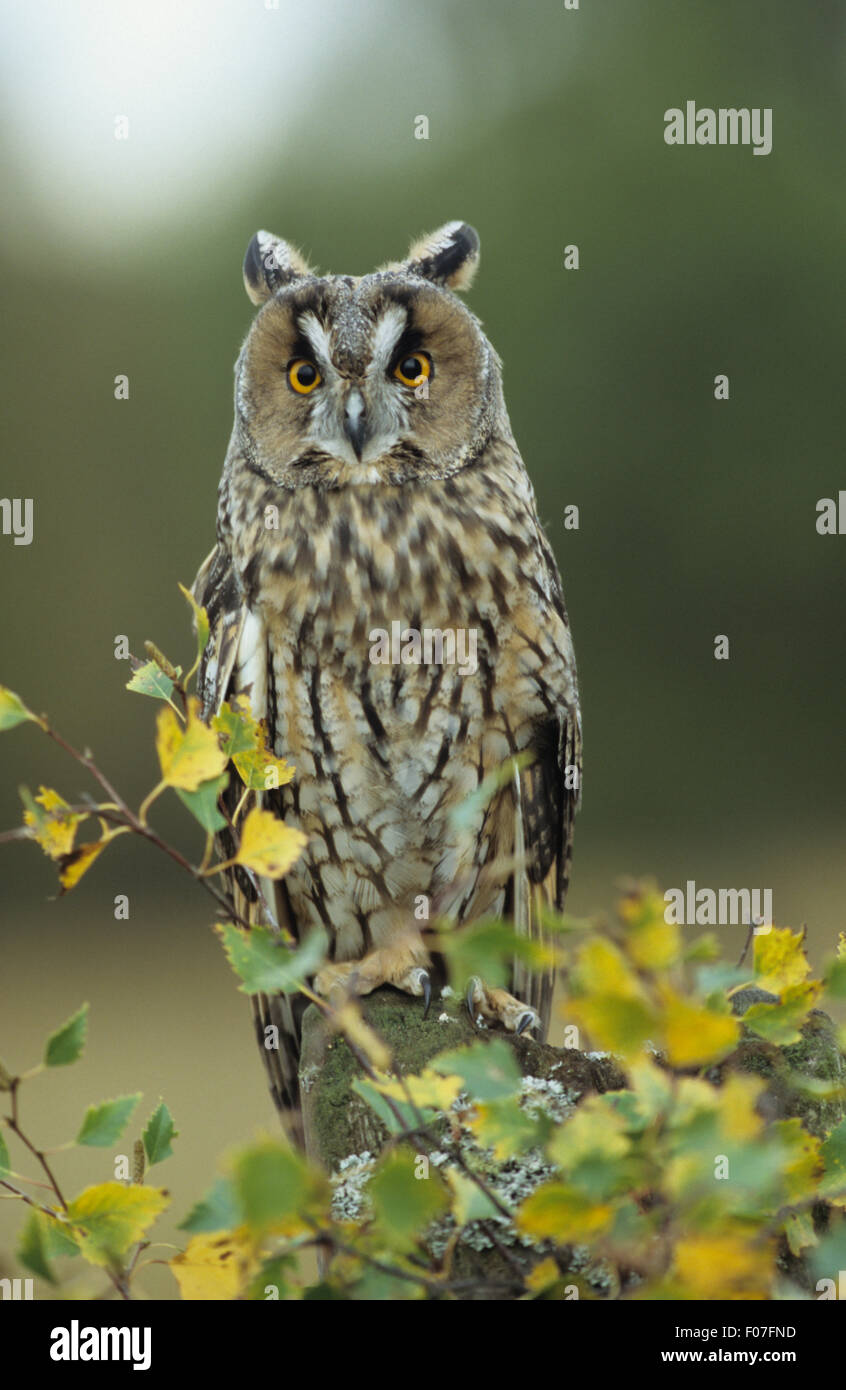 Long Eared Owl taken from front ears raised looking at camera eyes wide open perched behind green leaves Stock Photo