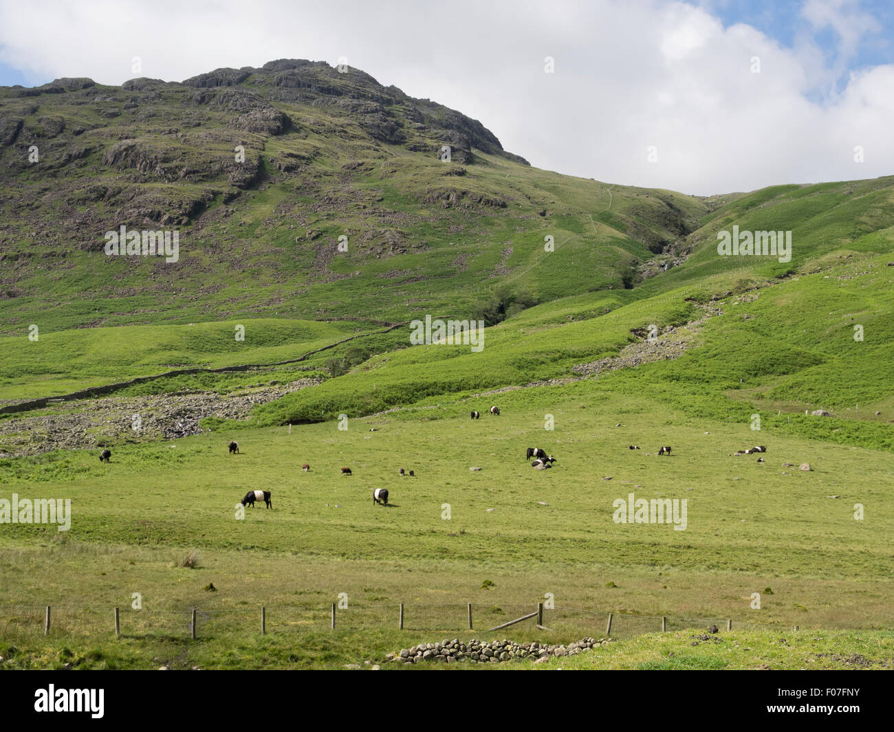 Belted Galloway cattle and Herdwick sheep graze on a hillside in the Lake District, Cumbria Stock Photo
