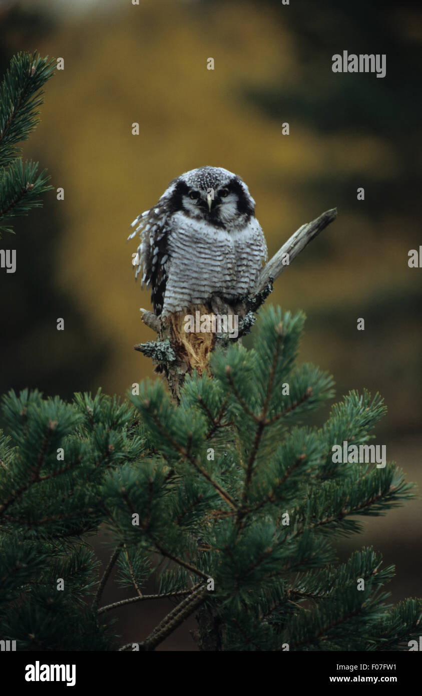 Northern Hawk Owl shaking with fluffed feathers taken from front looking left perched on small branch behind fir tree Stock Photo