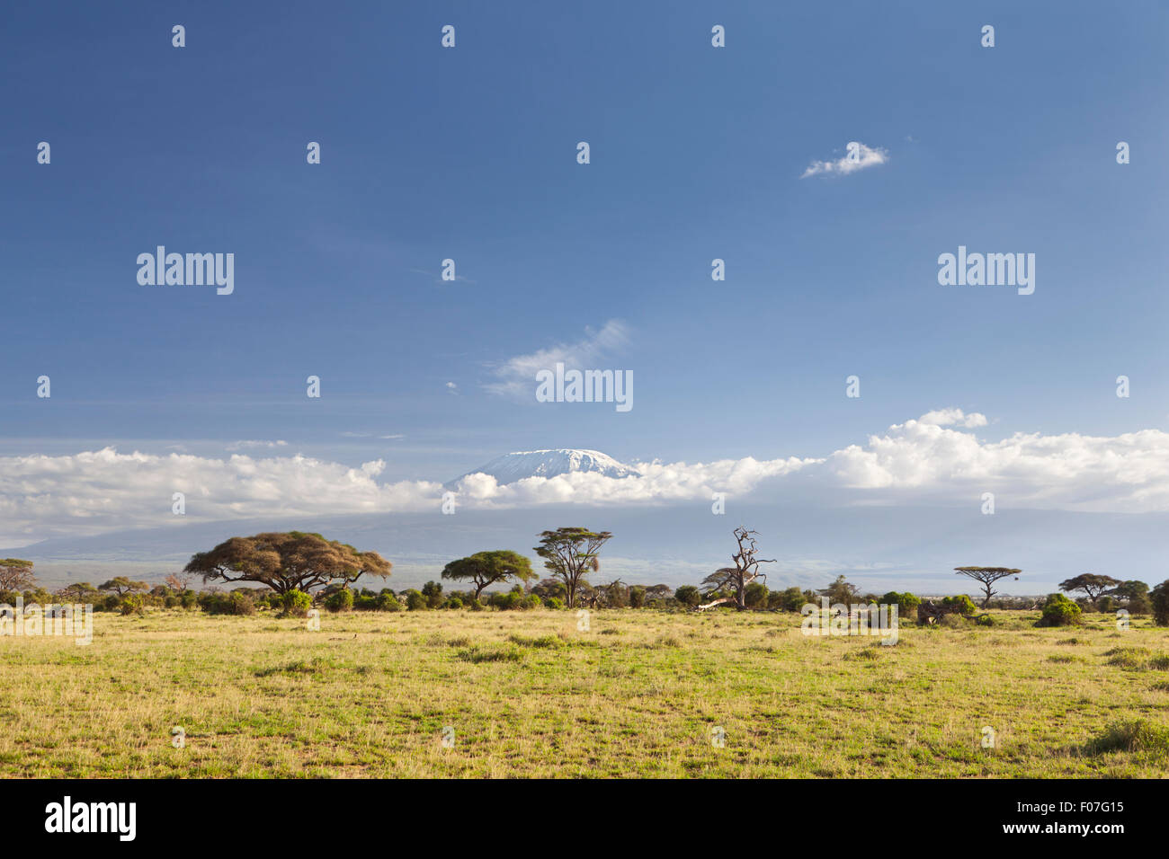 Kilimanjaro with snow cap seen from Amboseli National Park in Kenya. Stock Photo