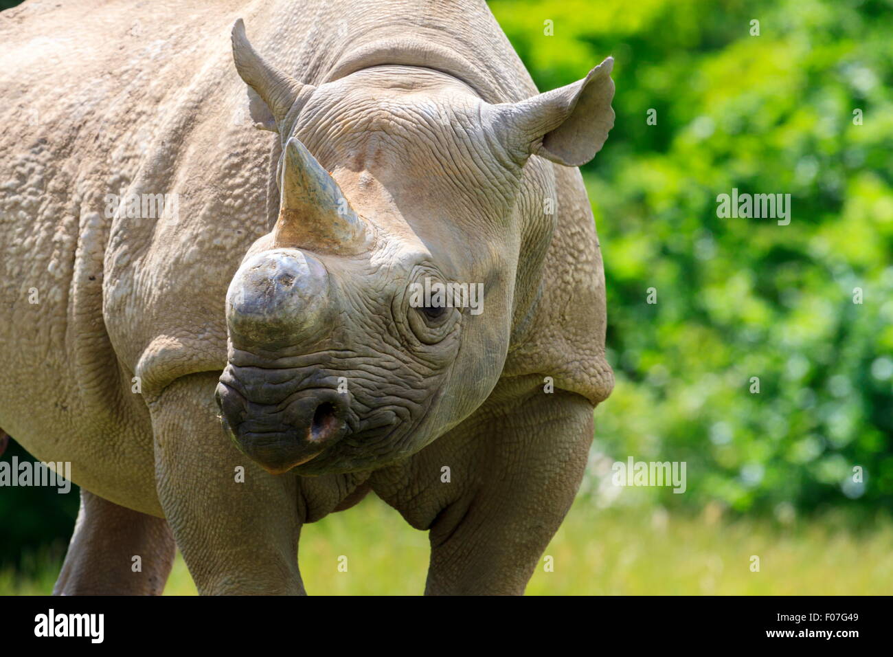Eastern Black Rhinoceros Stock Photo