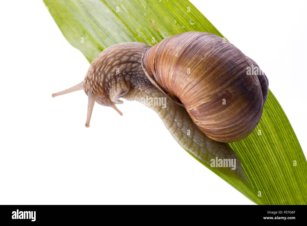 Snail on a leaf white background isolated Stock Photo - Alamy