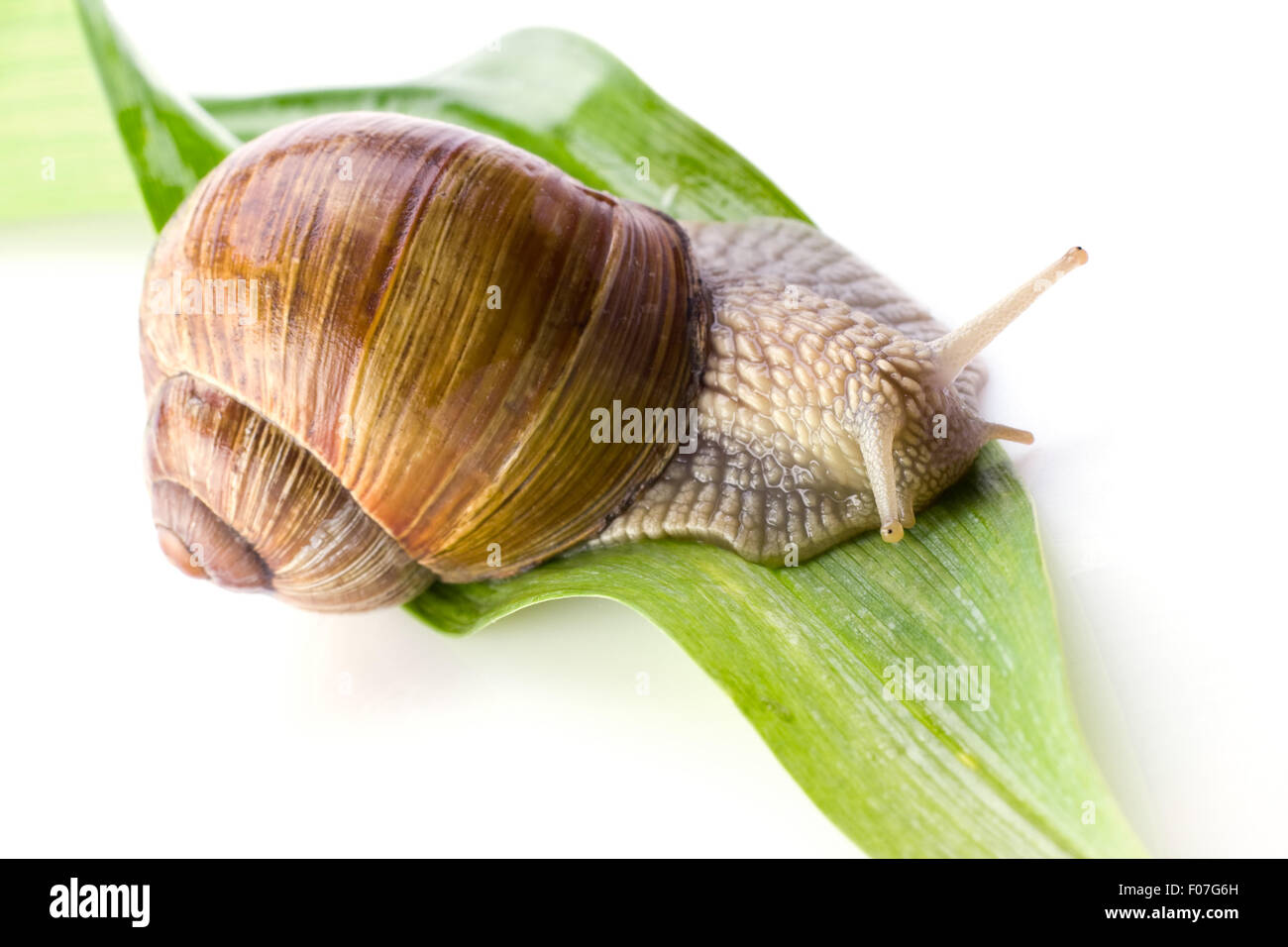 Snail on a leaf white background isolated Stock Photo - Alamy