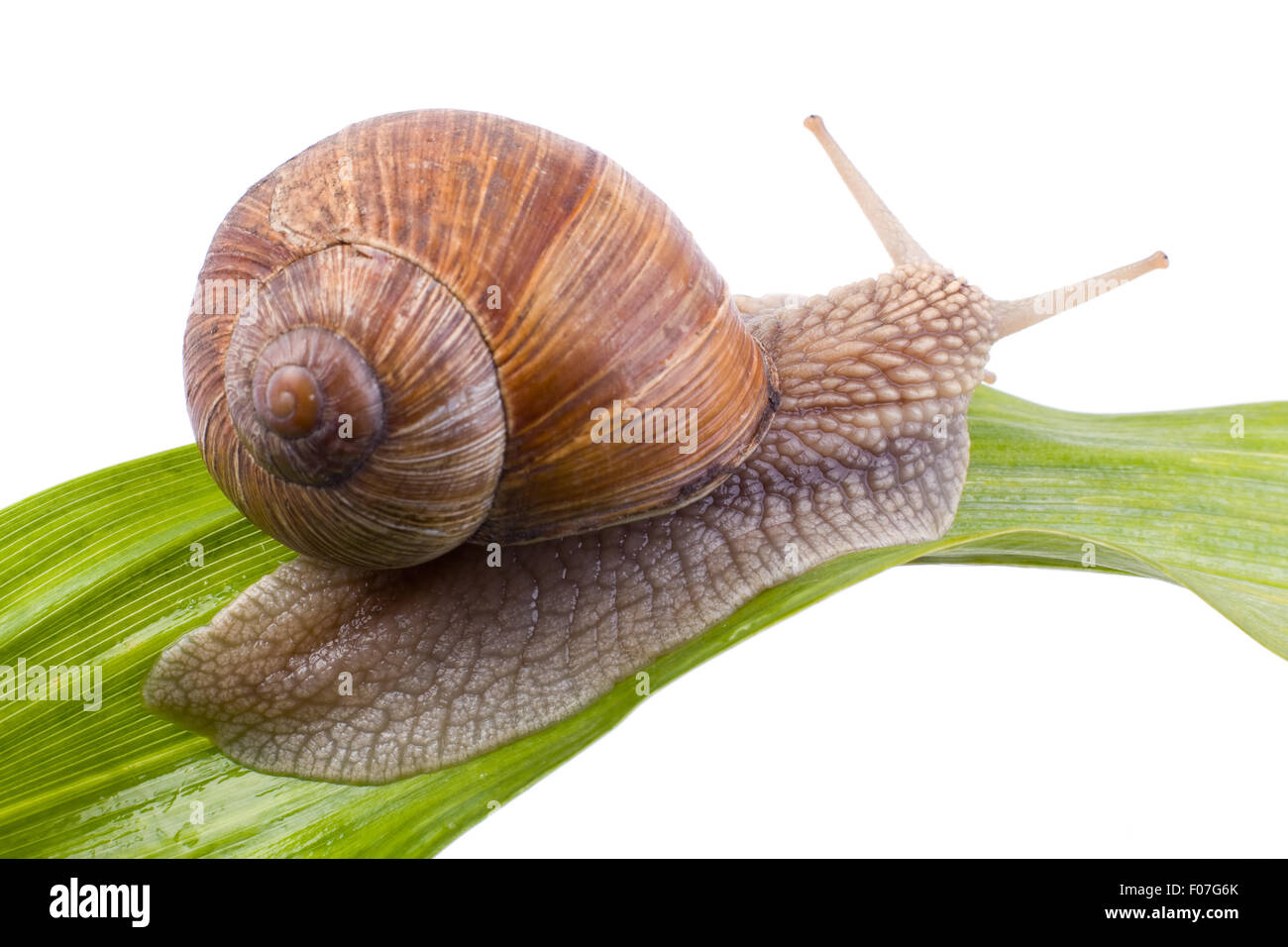 Snail on a leaf white background isolated Stock Photo - Alamy