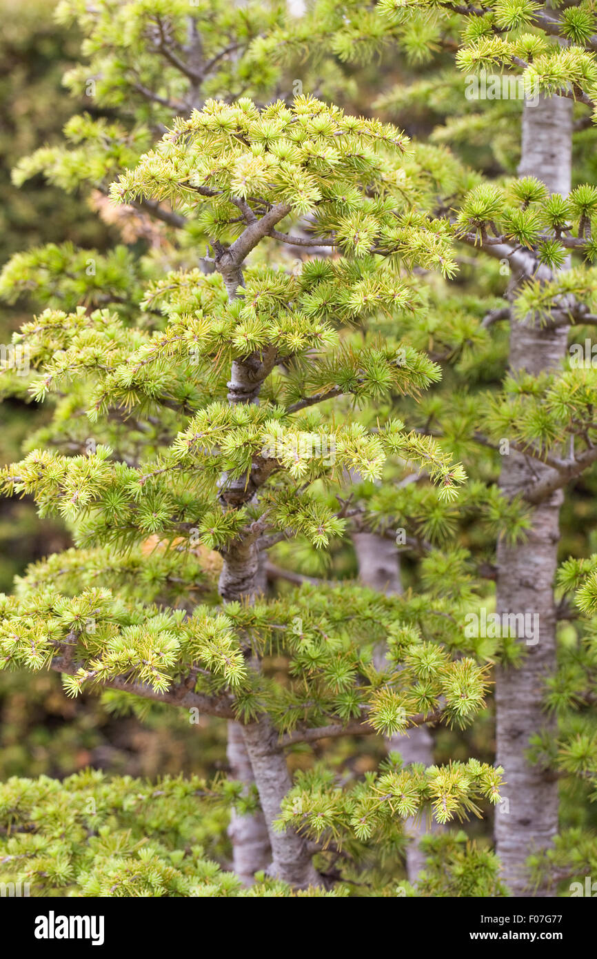 Cedrus libani bonsai tree at RHS Wisley. Stock Photo
