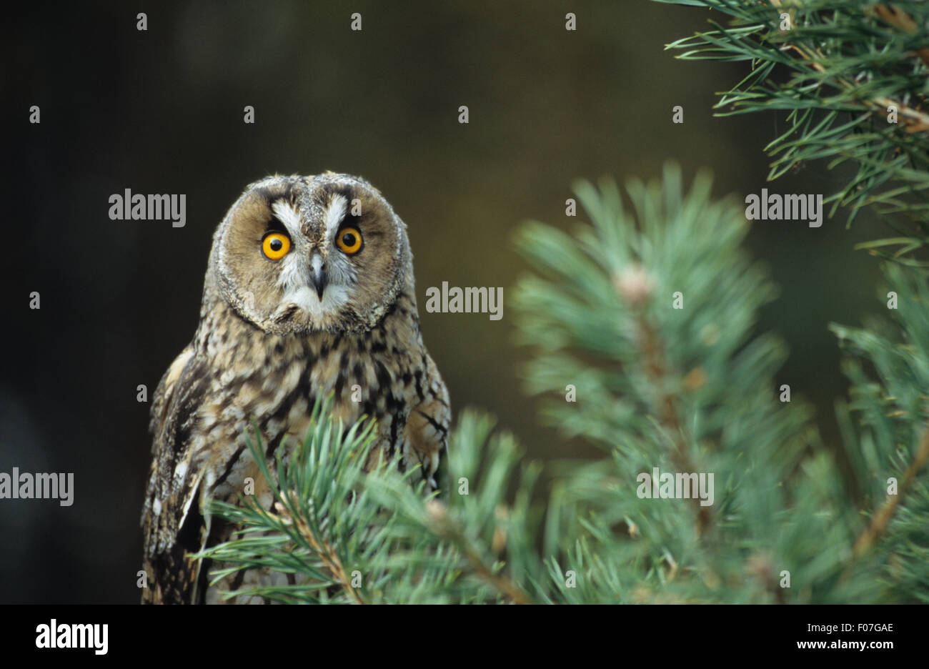 Long Eared Owl taken from front eyes wide open staring at camera from behind fir tree branches Stock Photo