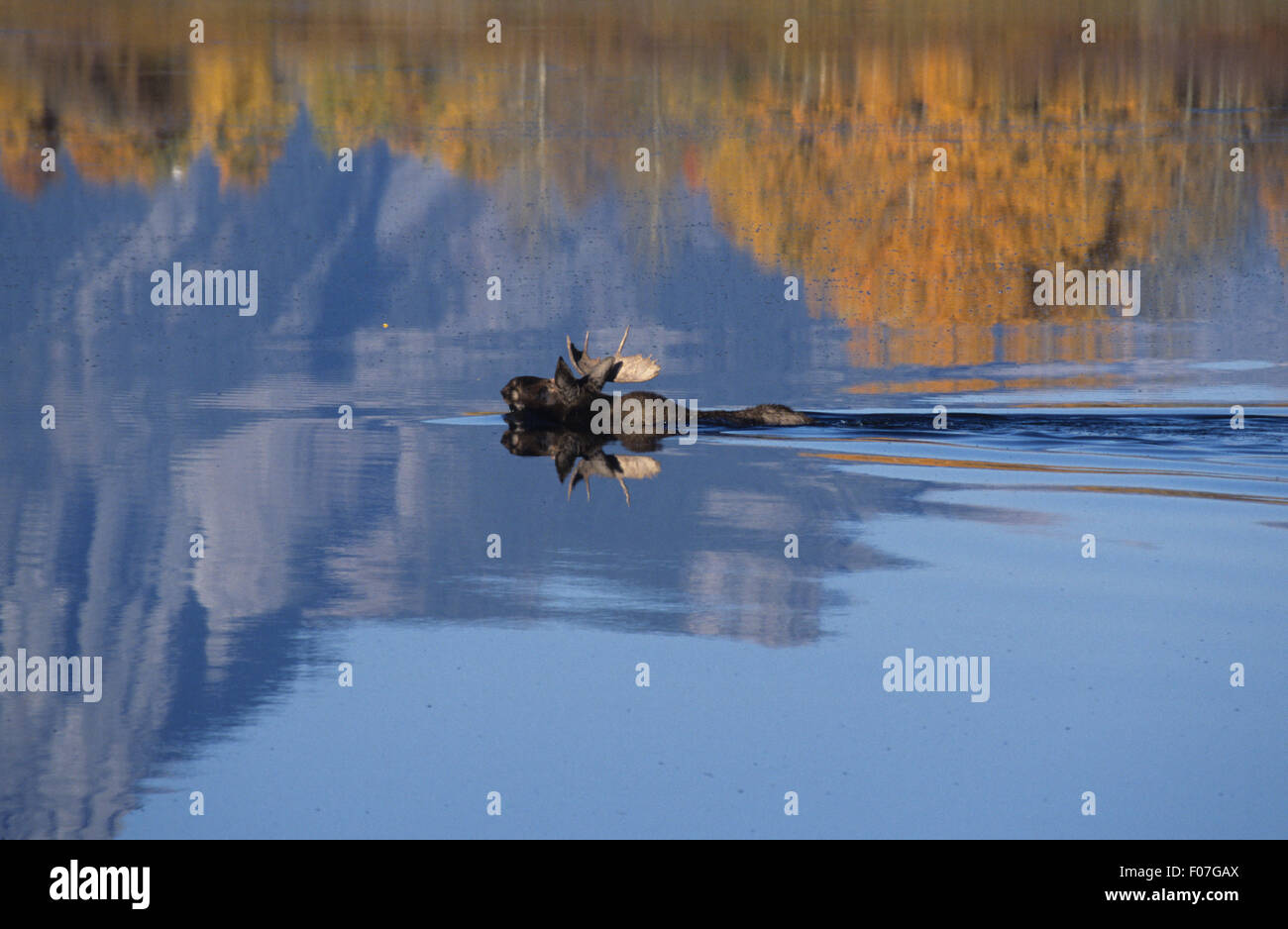 Moose male in profile swimming to left across snake river with fall colour reflected in river Stock Photo