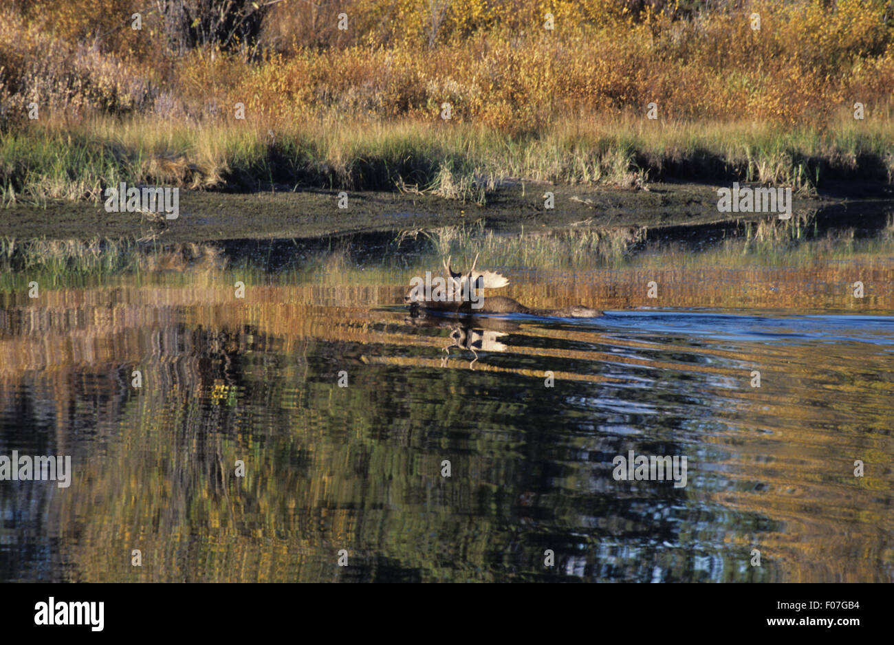 Moose male taken in profile wading through snake river to the left with fall colour reflected on the water Stock Photo