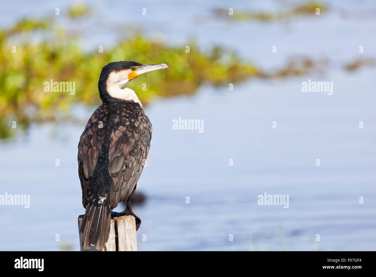 Great Cormorant at Lake Naivasha, Kenya Stock Photo