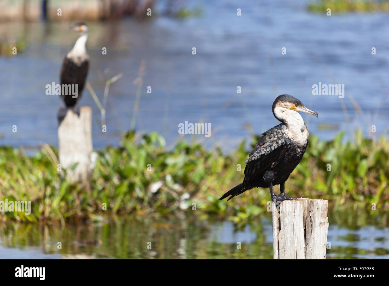 Great Cormorants at Lake Naivasha, Kenya Stock Photo