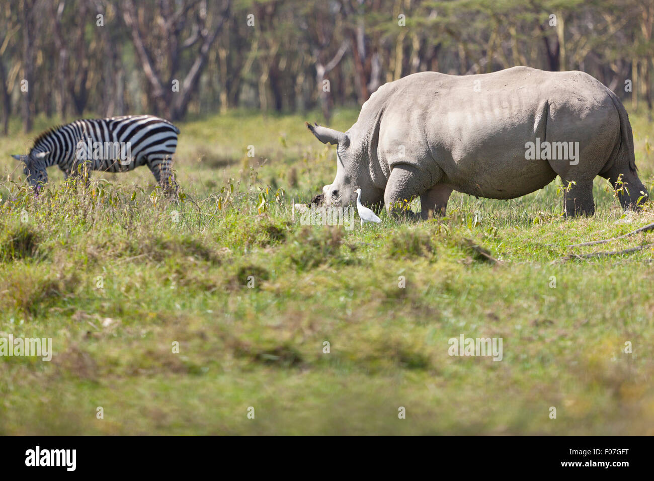 White Rhinoceros with a Zebra in the background in Nakuru National Park