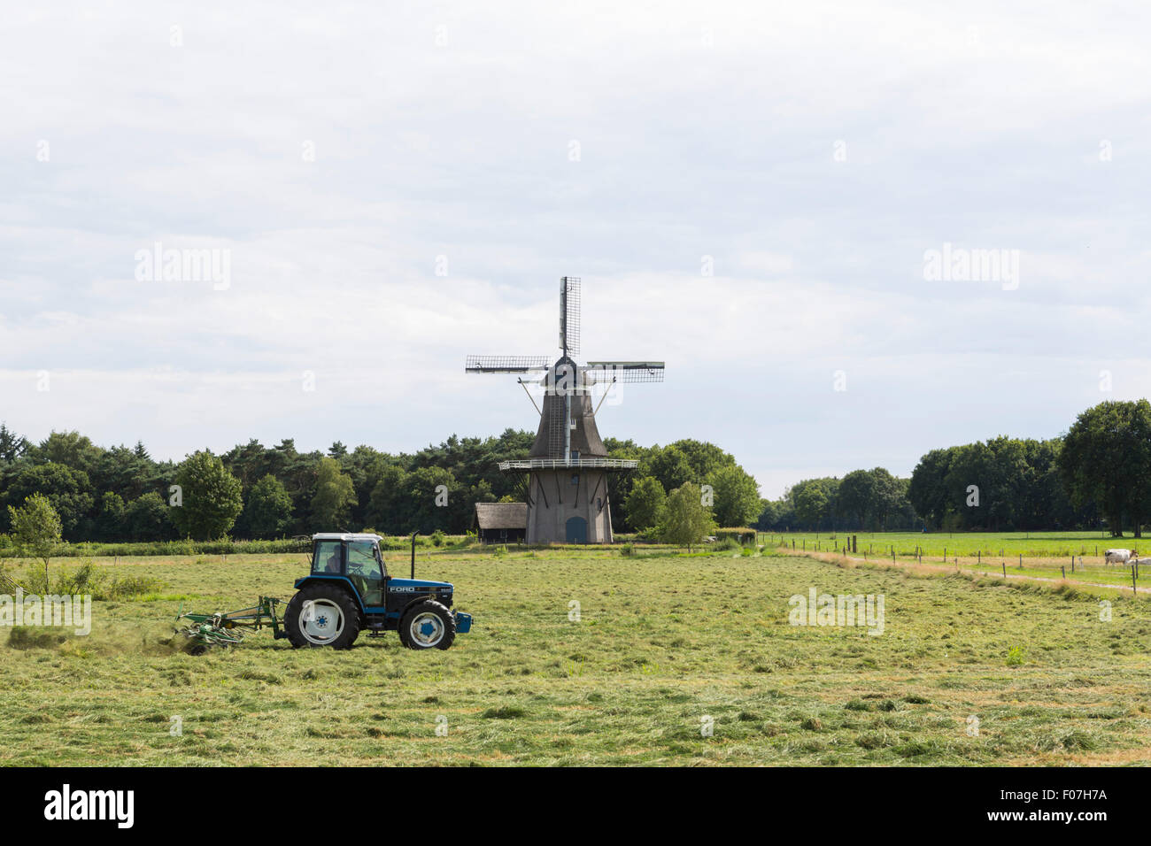 Tractor raking and haying in front of windmill 'de Star' in Balkbrug, Overijssel, the Netherlands, Europe Stock Photo