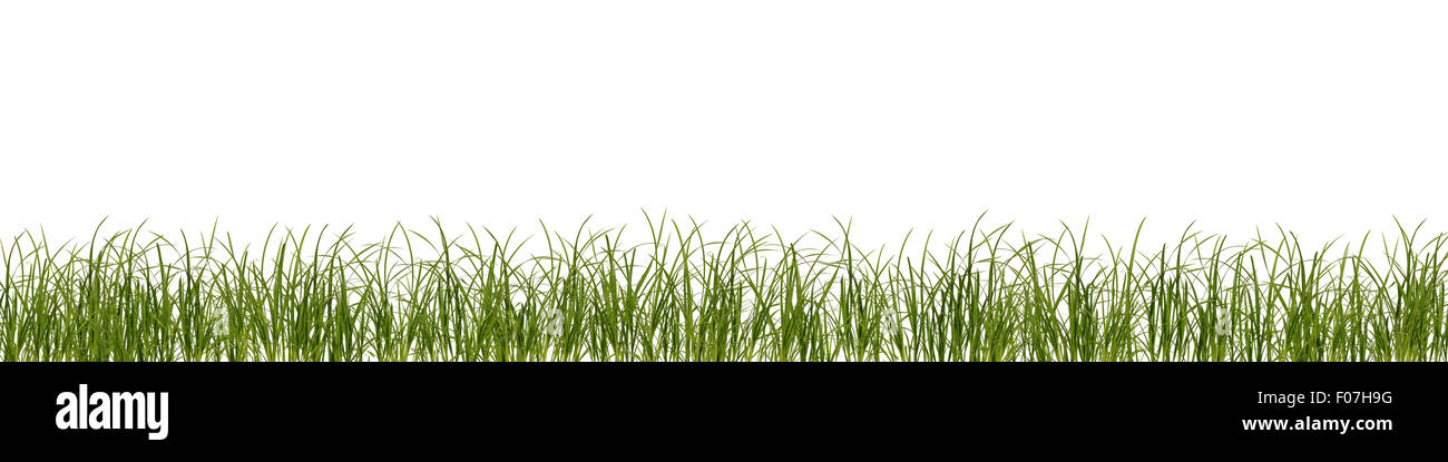 Grass background decoration Stock Photo