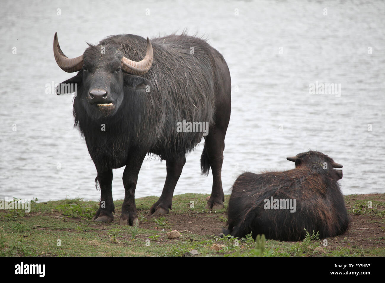 Asian water buffalo (Bubalus bubalis) at Chomutov Zoo in Chomutov, North Bohemia, Czech Republic. Stock Photo