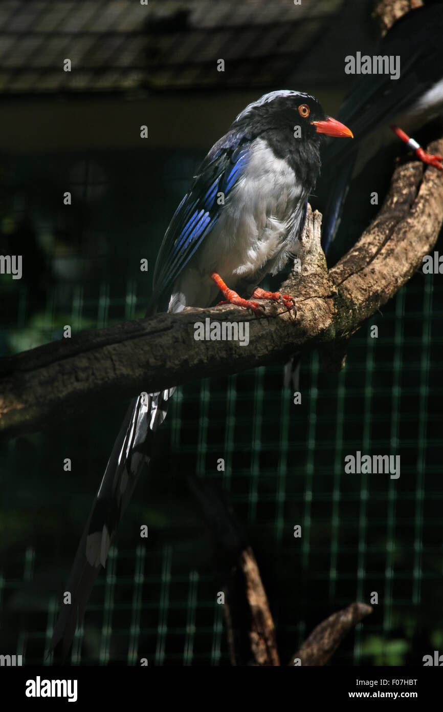 Redbilled blue magpie (Urocissa erythrorhyncha) at Chomutov Zoo in