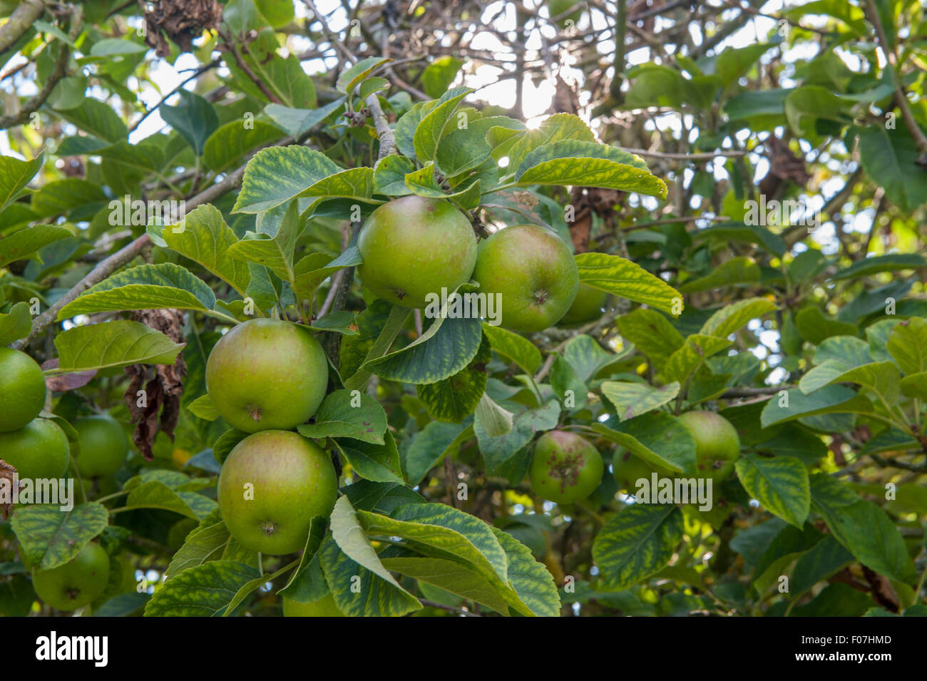 Beautiful apples ripen on tree hi-res stock photography and images - Alamy