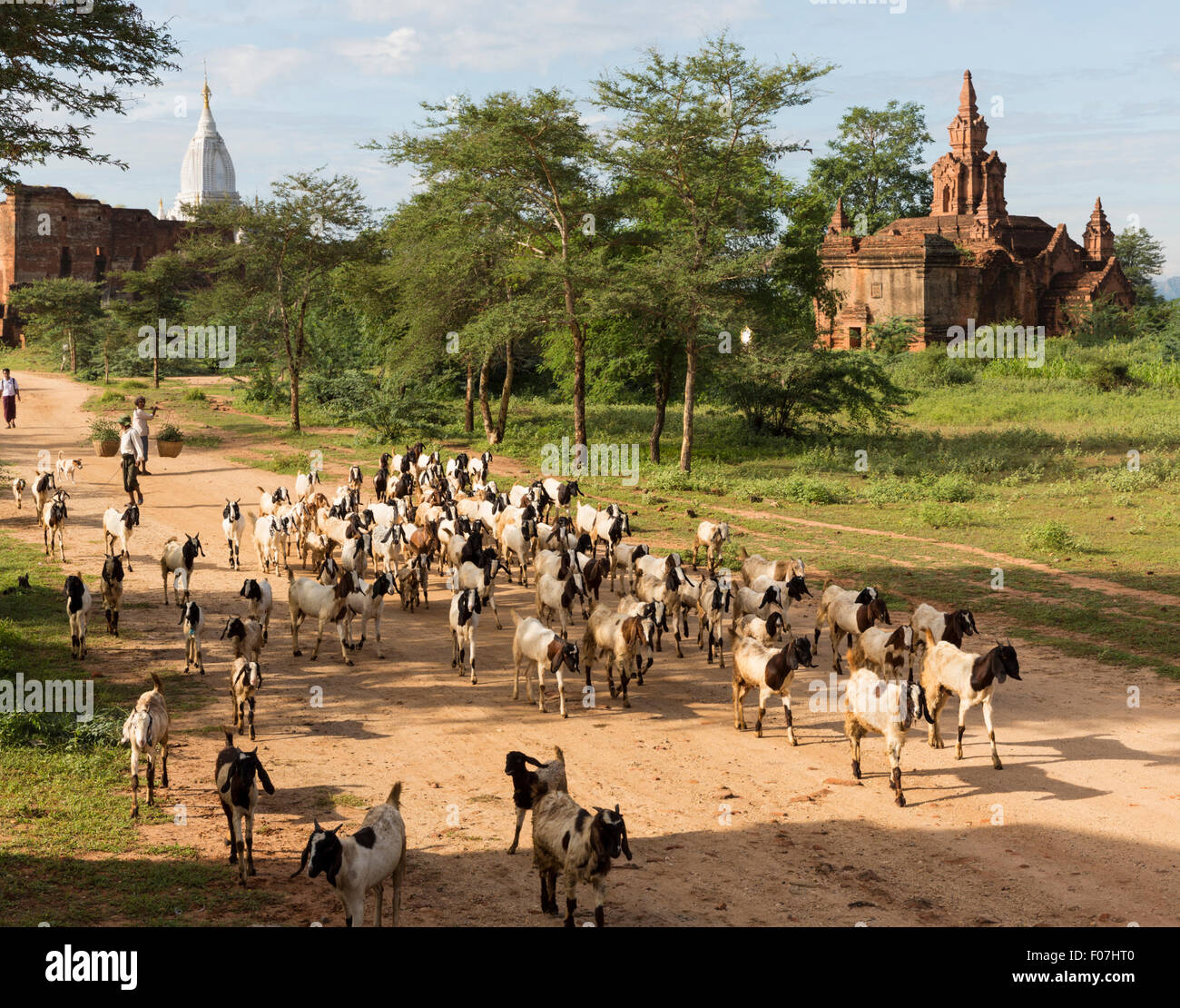 Goat herder hi-res stock photography and images - Alamy
