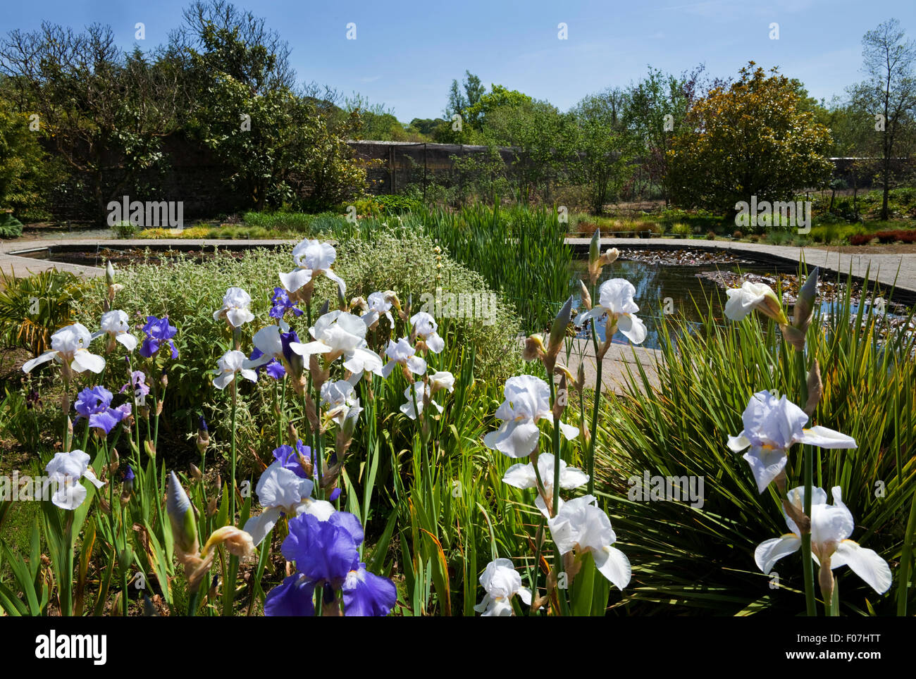 The Lily Pool in the Walled Garden, Mount Congreve Gardens, Near