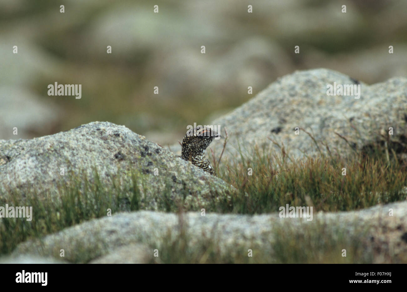 Ptarmigan male head shot peering out from behind a group of rocks on a mountainside Stock Photo