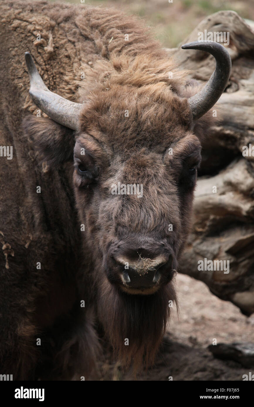 European bison (Bison bonasus), also known as the wisent at Chomutov Zoo in Chomutov, North Bohemia, Czech Republic. Stock Photo