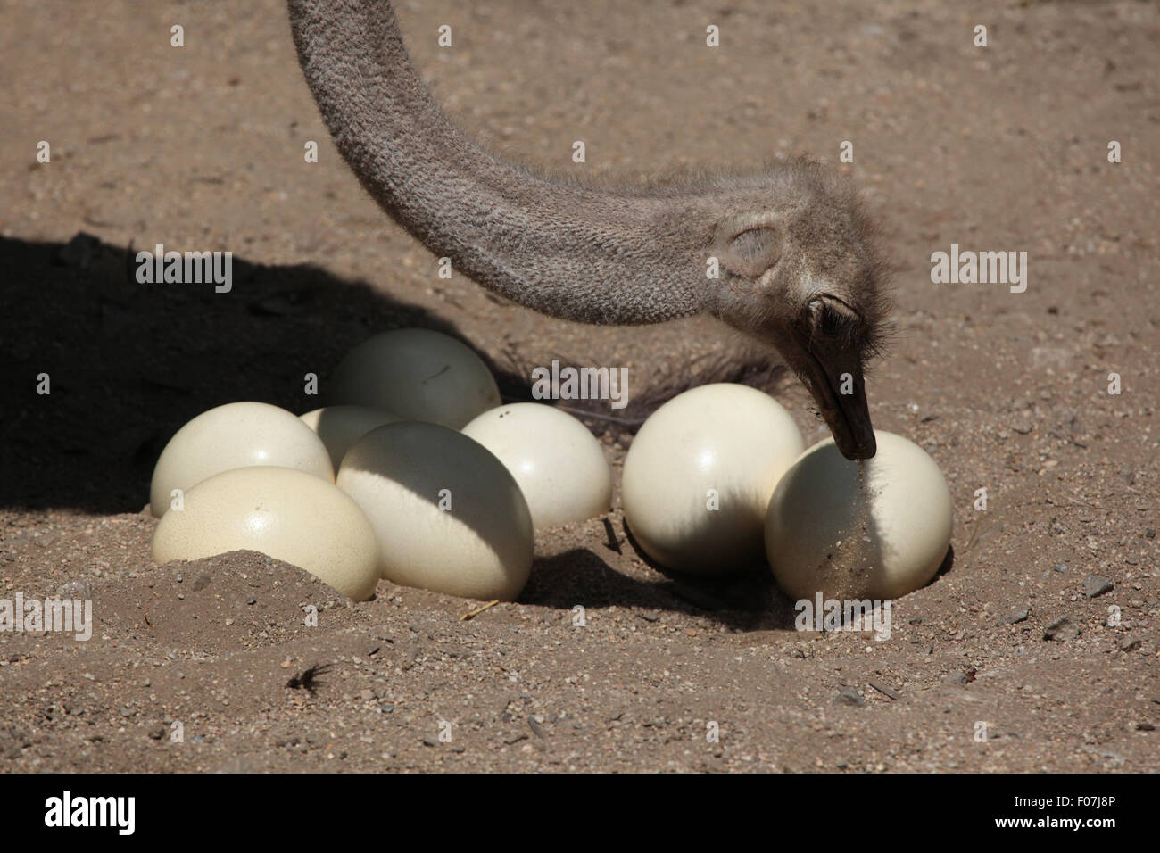 Ostrich (Struthio camelus) inspects its eggs in the nest at Jihlava Zoo in Jihlava, East Bohemia, Czech Republic. Stock Photo