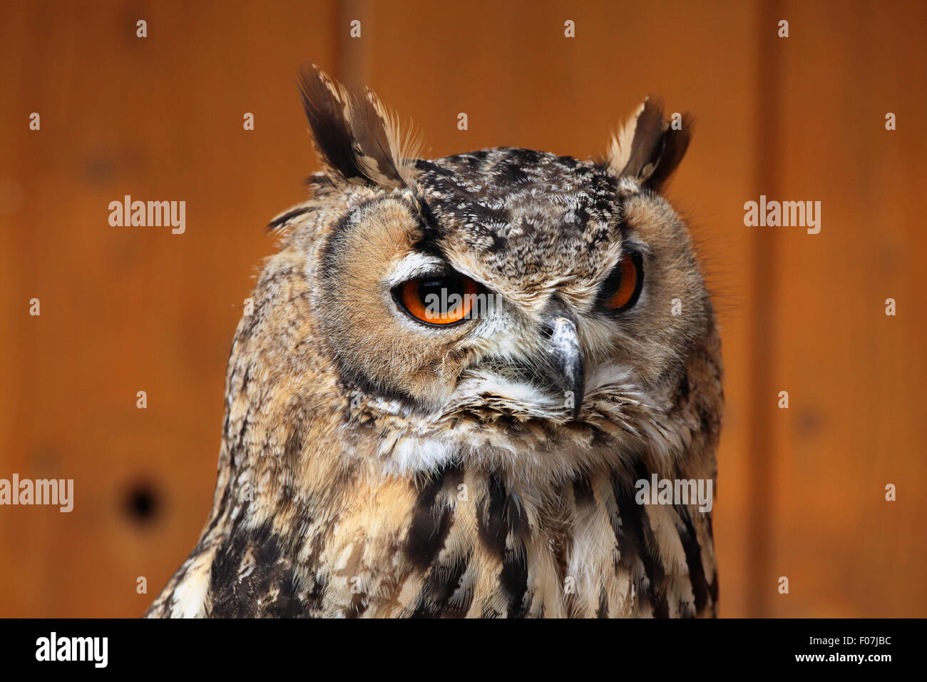 Indian owl hi-res stock photography and images - Alamy