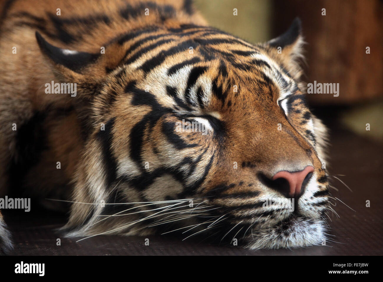Sumatran tiger (Panthera tigris sumatrae) at Jihlava Zoo in Jihlava, East Bohemia, Czech Republic. Stock Photo