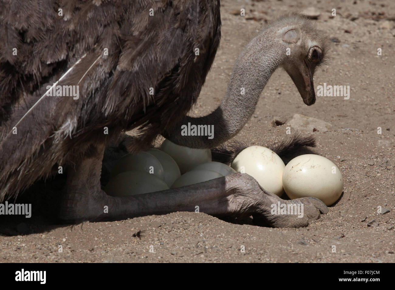 Ostrich (Struthio camelus) inspects its eggs in the nest at Jihlava Zoo in Jihlava, East Bohemia, Czech Republic. Stock Photo