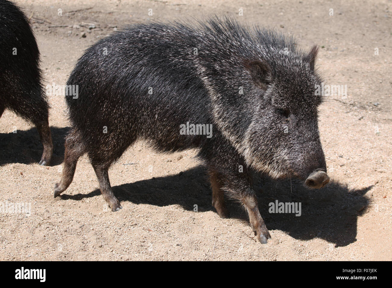 Gran chaco paraguay hi-res stock photography and images - Alamy