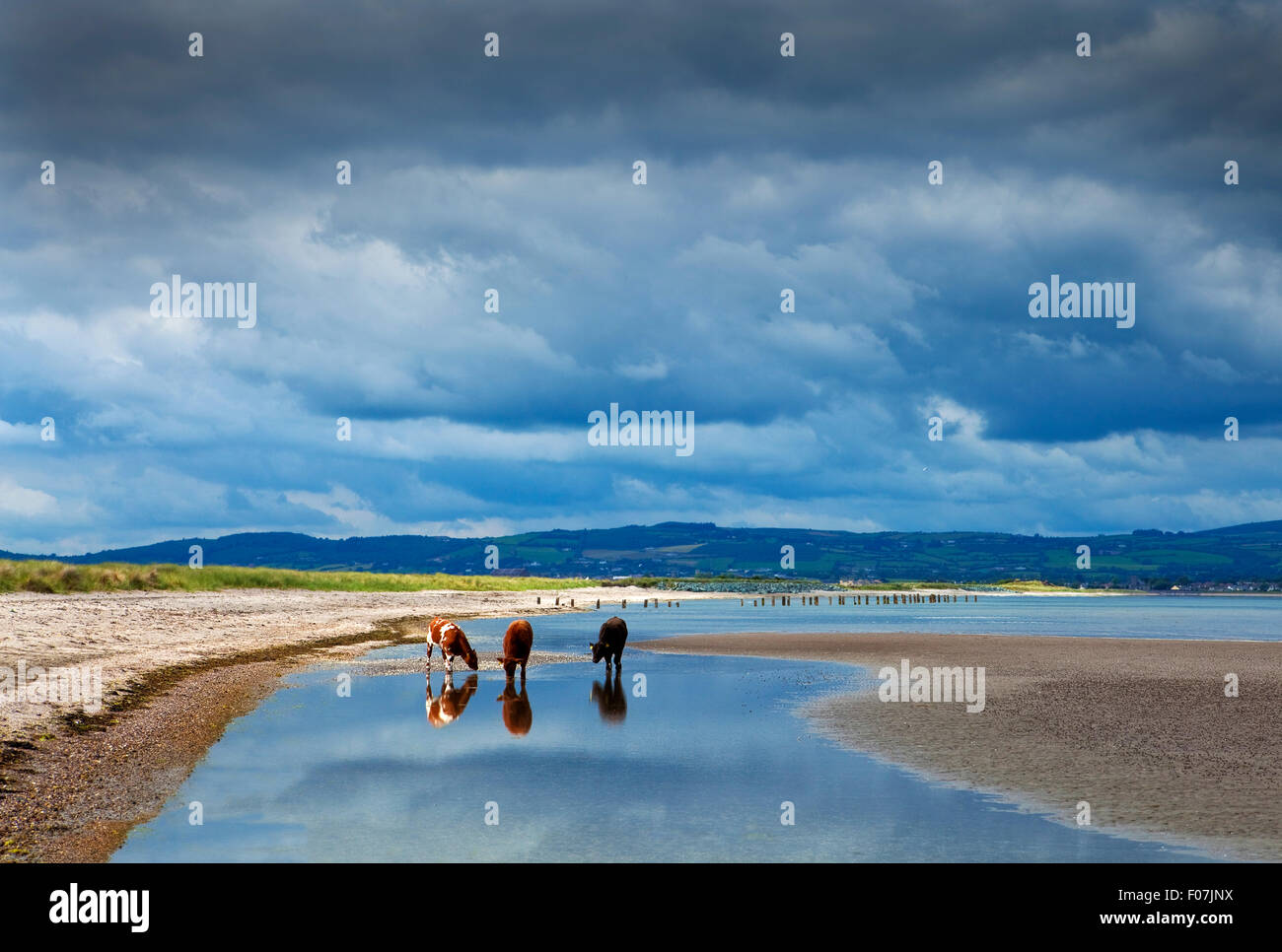 Three Calves on the The Cunnigar, Dungarvan Bay, County Waterford, Ireland Stock Photo