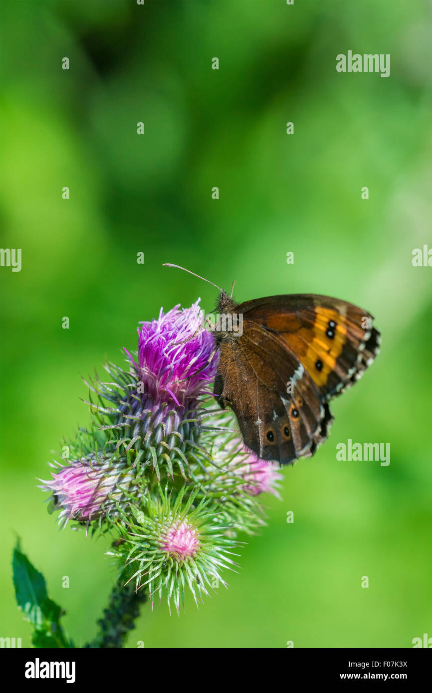 Dark brown butterfly on a violet flower Stock Photo
