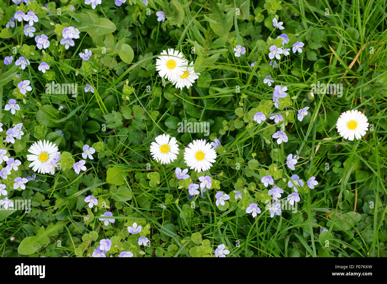Top view small wildflowers hi-res stock photography and images - Alamy
