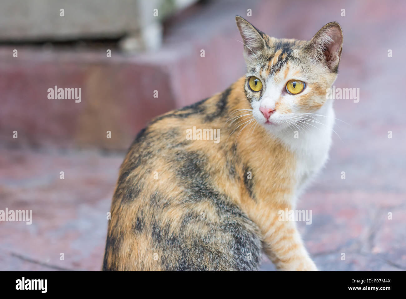 Multicolored cat and yellow stripes with yellow eyes( Striped not purebred kitten. Small