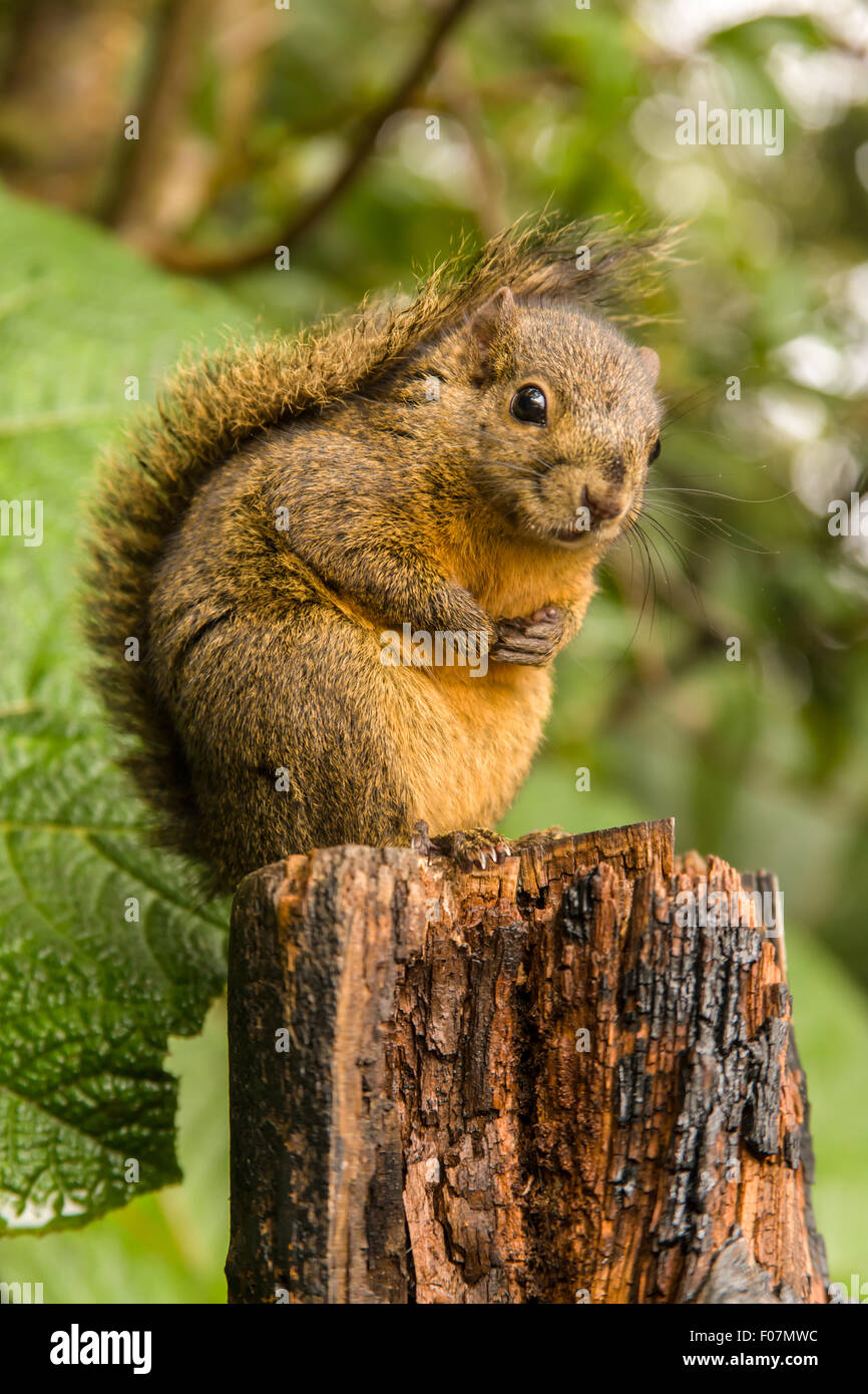 Syntheosciurus brochus hires stock photography and images Alamy