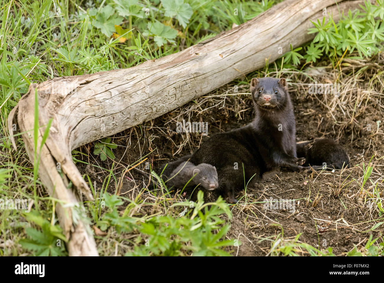 Baby mink hi-res stock photography and images - Alamy