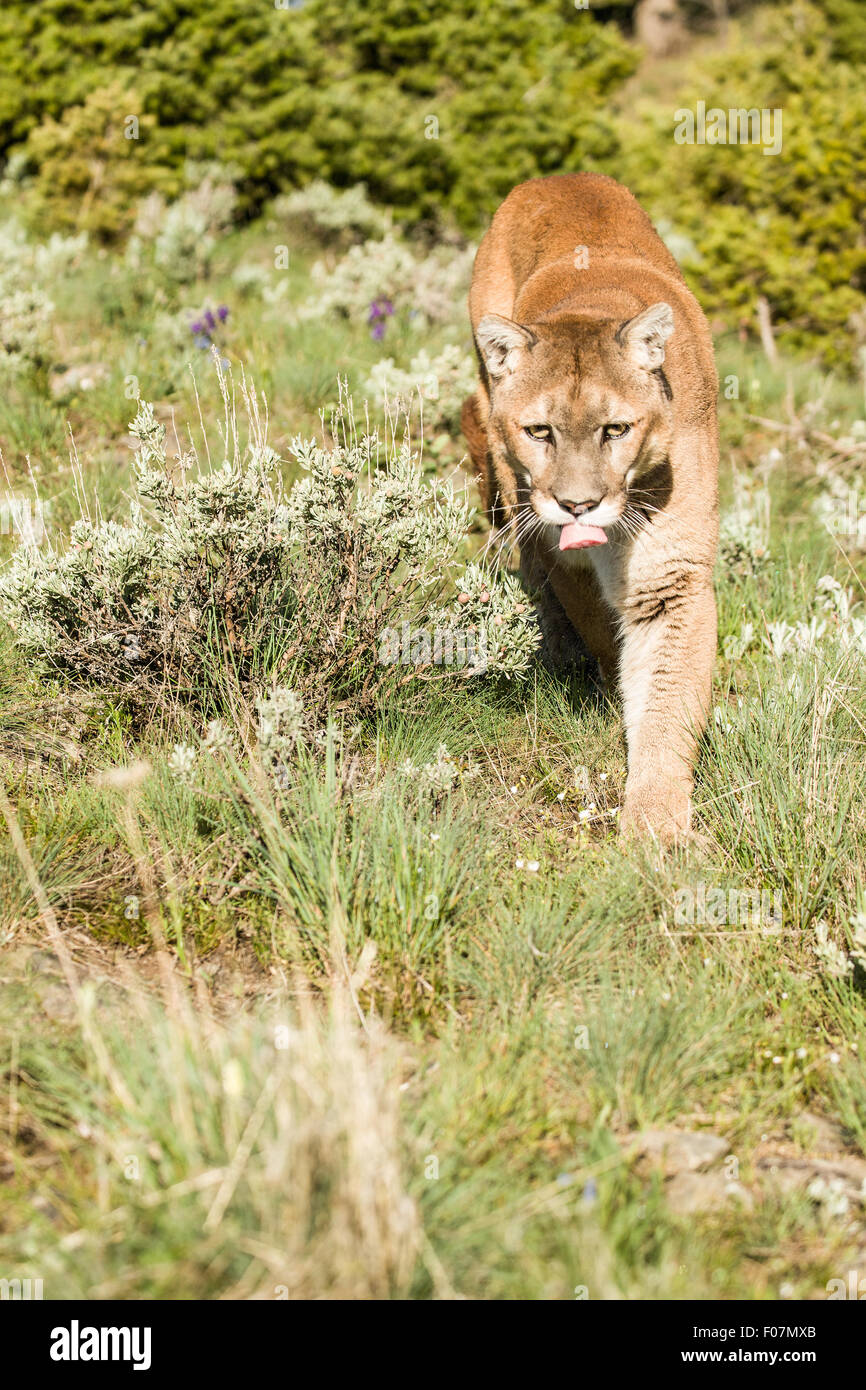 Mountain Lion walking in a meadow near Bozeman, Montana, USA.  Note: This is a captive animal Stock Photo