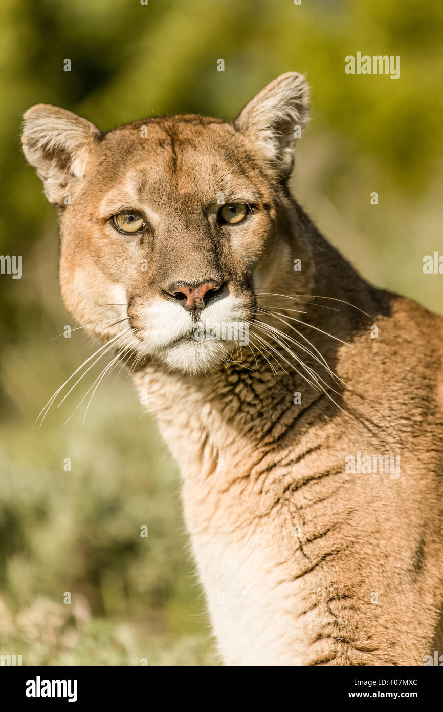 Portrait of a Mountain Lion in a meadow near Bozeman, Montana, USA.  Note: This is a captive animal Stock Photo
