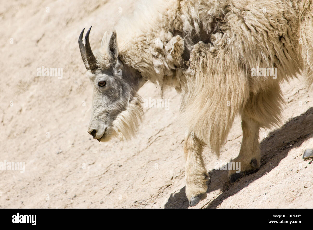 Mountain Goat walking down a salt lick on Mt. Norquay Road outside of Banff in Banff National Park, Alberta, Canada Stock Photo