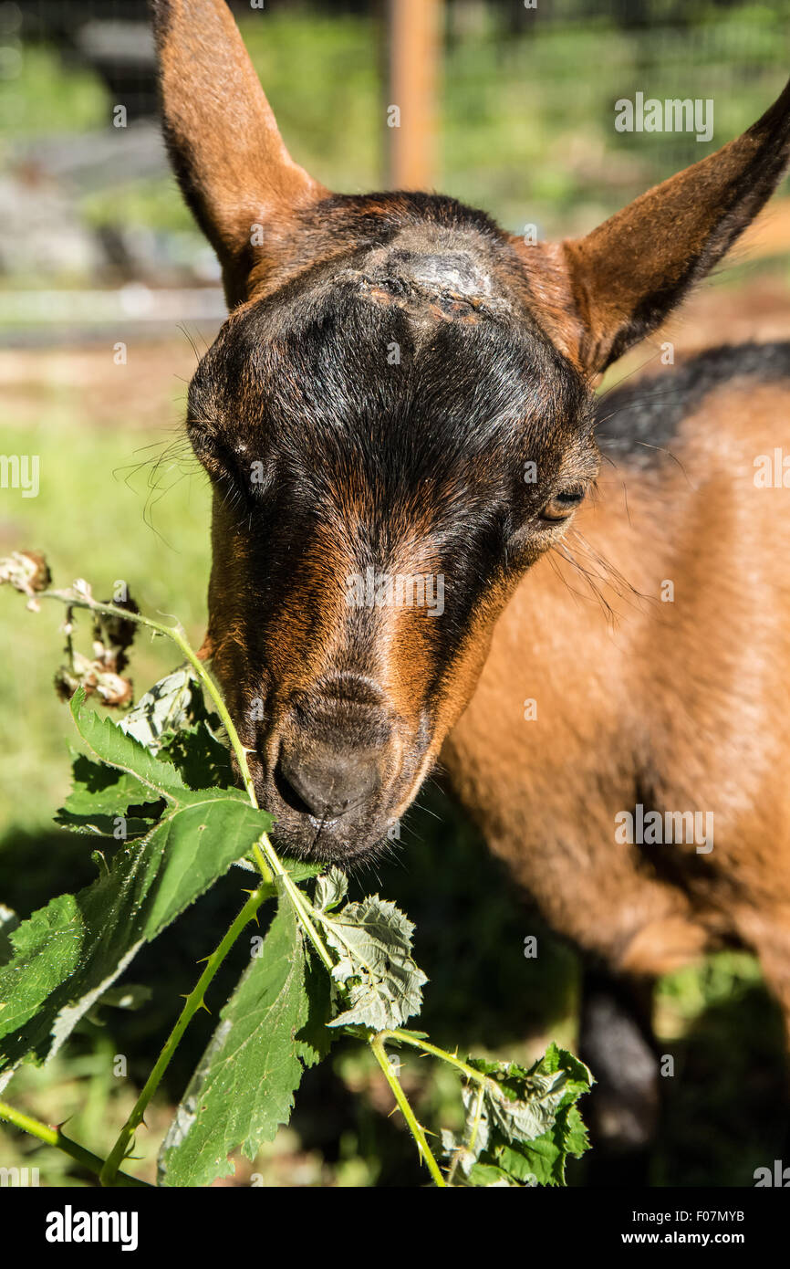 Baby goat eating vines hires stock photography and images Alamy